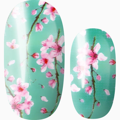 Cherry Blossom Season