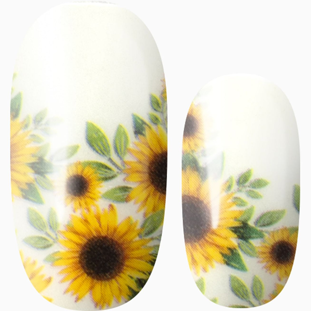 August Sunshine (transparent)