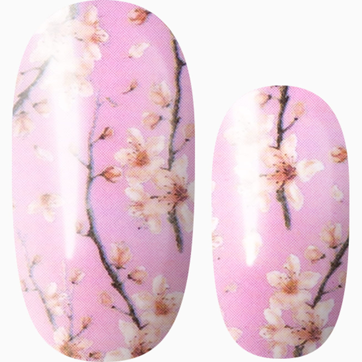 Cherry Blossom Season (Pink)