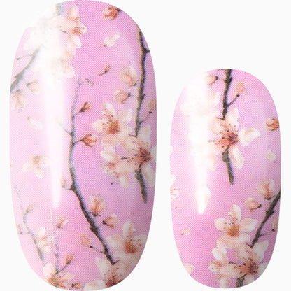 Cherry Blossom Season (Pink)